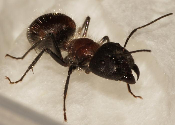 Camponotus xiangban